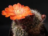 Thumbnail of 0566_Rebutia buiningiana_20130609(1).JPG